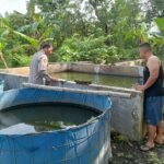Polsek Tulangan Dukung Program Ketahanan Pangan Melalui Peternakan Ikan Lele
