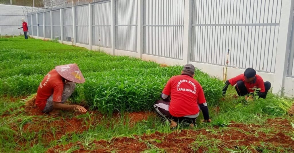 Lapas Batang Giatkan Pembinaan Kemandirian Melalui Kegiatan Pertanian