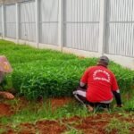 Lapas Batang Giatkan Pembinaan Kemandirian Melalui Kegiatan Pertanian