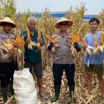 Wujudkan Ketahanan Pangan, Polsek Balongbendo Panen Jagung di Desa Wonokupang