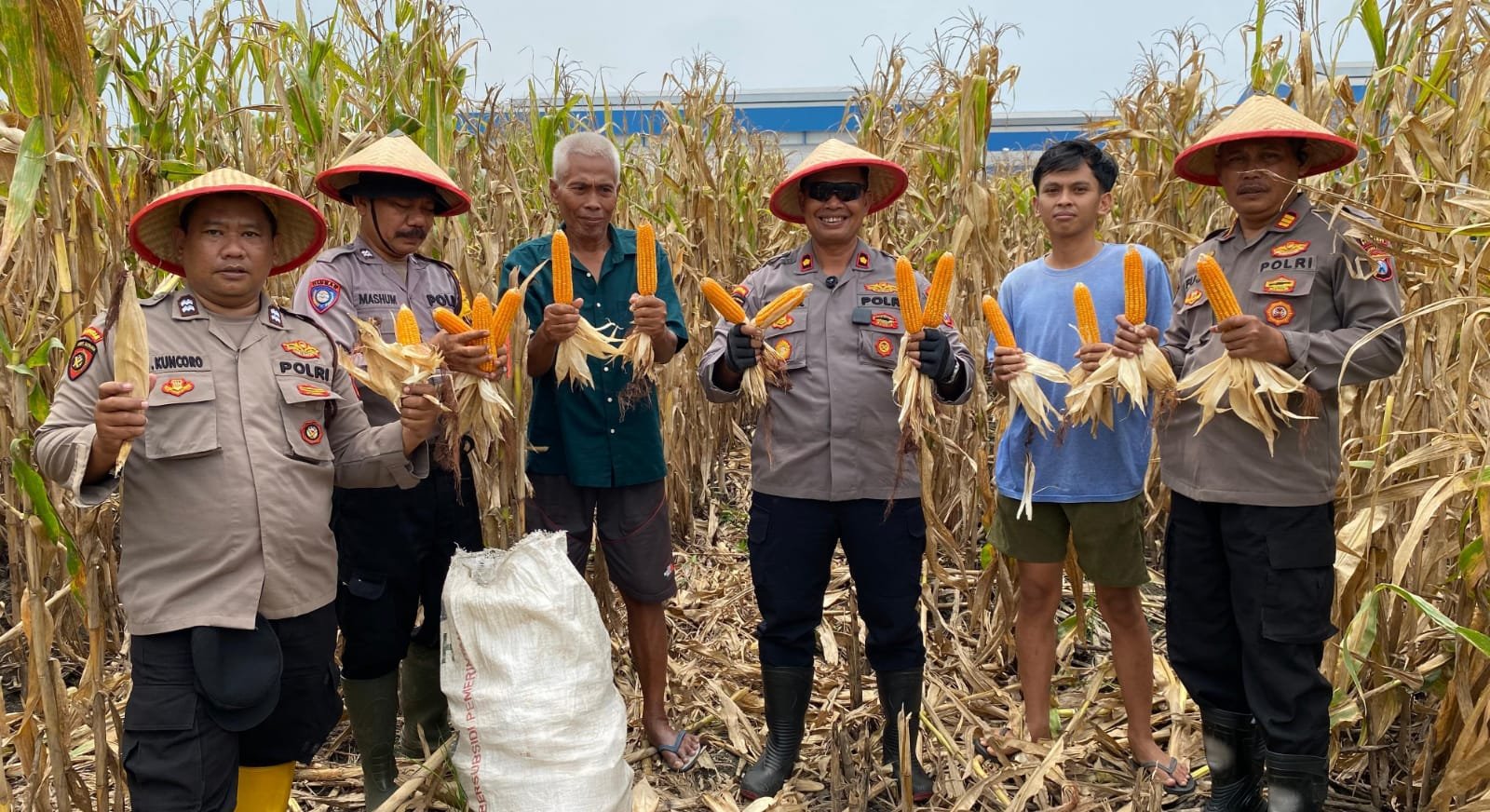 Wujudkan Ketahanan Pangan, Polsek Balongbendo Panen Jagung di Desa Wonokupang